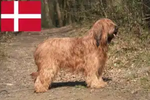 Read more about the article Briard Züchter und Welpen in Dänemark