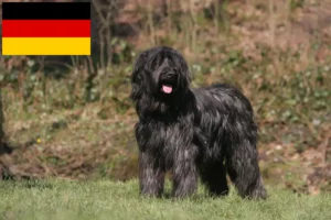 Read more about the article Briard Züchter und Welpen in Deutschland