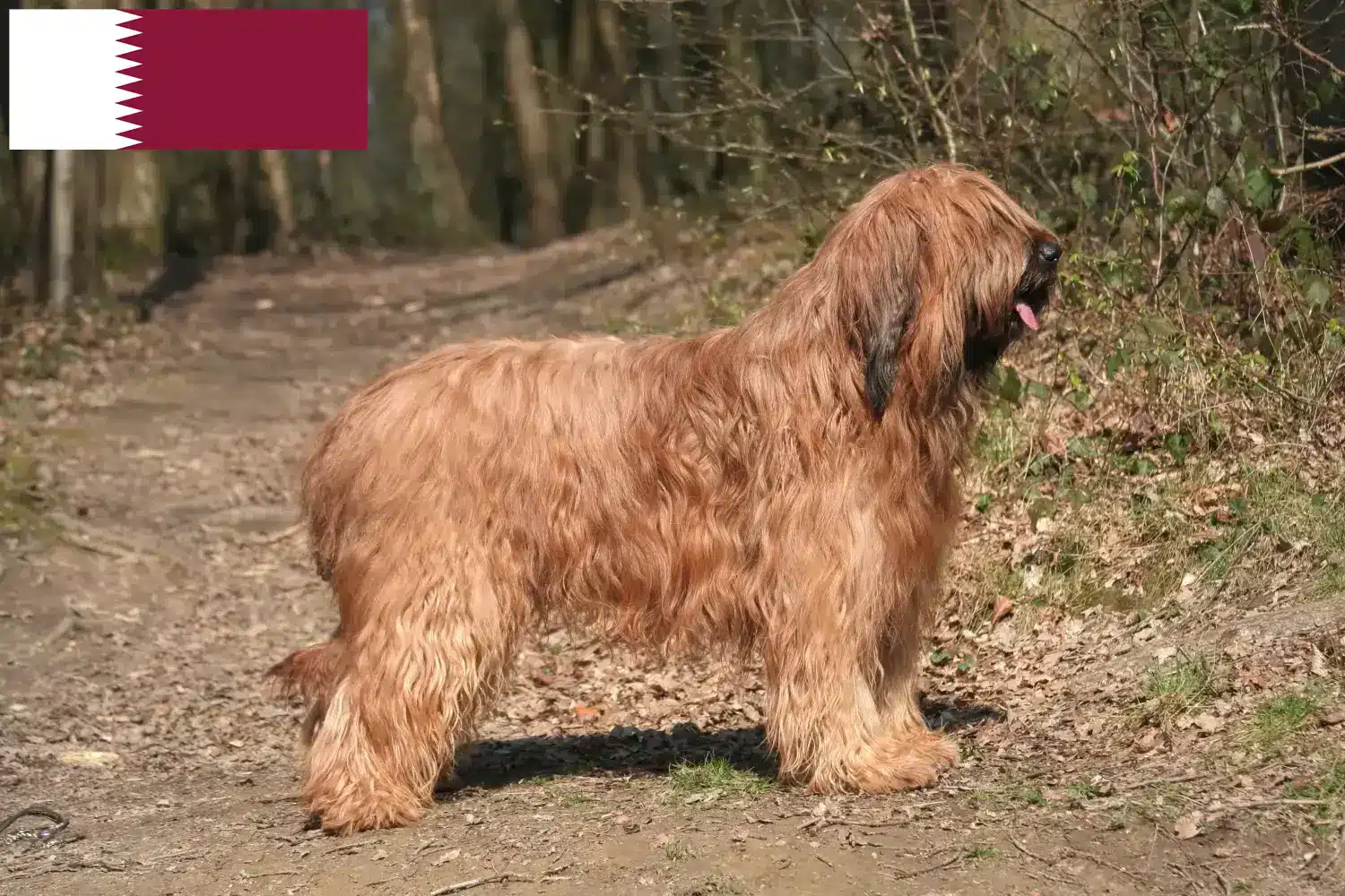 Briard Welpen und Züchter Katar Hier findest Du Briards Züchter in Katar.