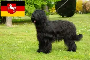 Read more about the article Briard Züchter und Welpen in Niedersachsen