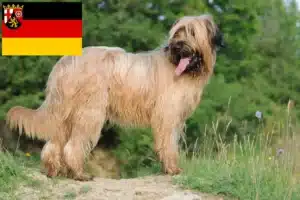 Read more about the article Briard Züchter und Welpen in Rheinland-Pfalz