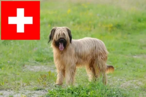 Read more about the article Briard Züchter und Welpen in der Schweiz