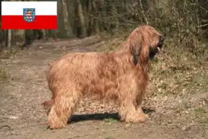 Read more about the article Briard Züchter und Welpen in Thüringen