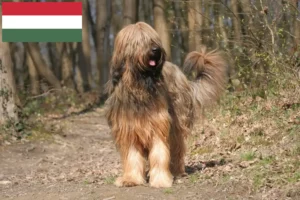 Read more about the article Briard Züchter und Welpen in Ungarn