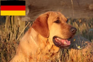 Mehr über den Artikel erfahren Broholmer Züchter und Welpen in Deutschland