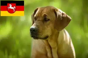 Mehr über den Artikel erfahren Broholmer Züchter und Welpen in Niedersachsen
