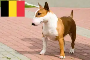 Read more about the article Bull Terrier Züchter und Welpen in Belgien