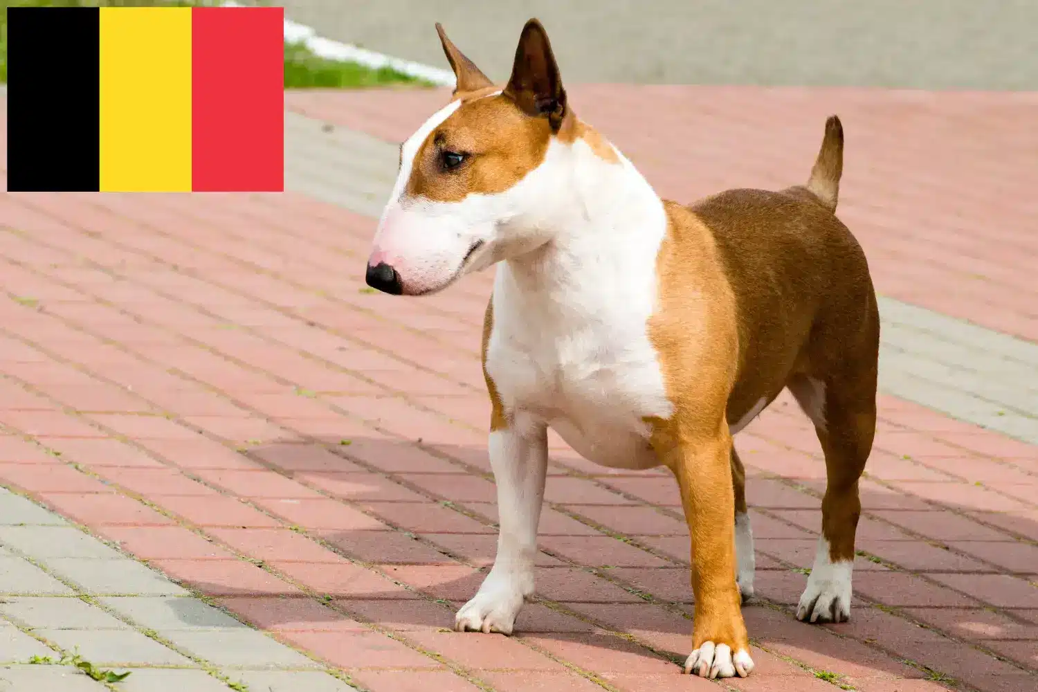 Bull Terrier Welpen und Züchter Belgien Hier findest Du Bull Terrier Züchter in Belgien.
