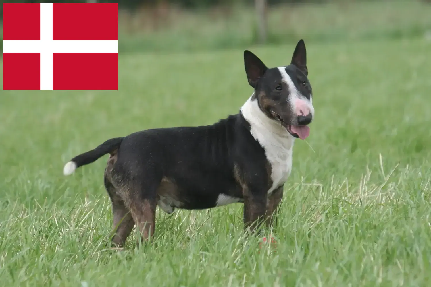 Bull Terrier Welpen und Züchter Dänemark Hier findest Du Bull Terrier Züchter in Dänemark.