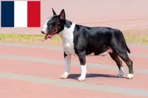 Read more about the article Bull Terrier Züchter und Welpen in Frankreich