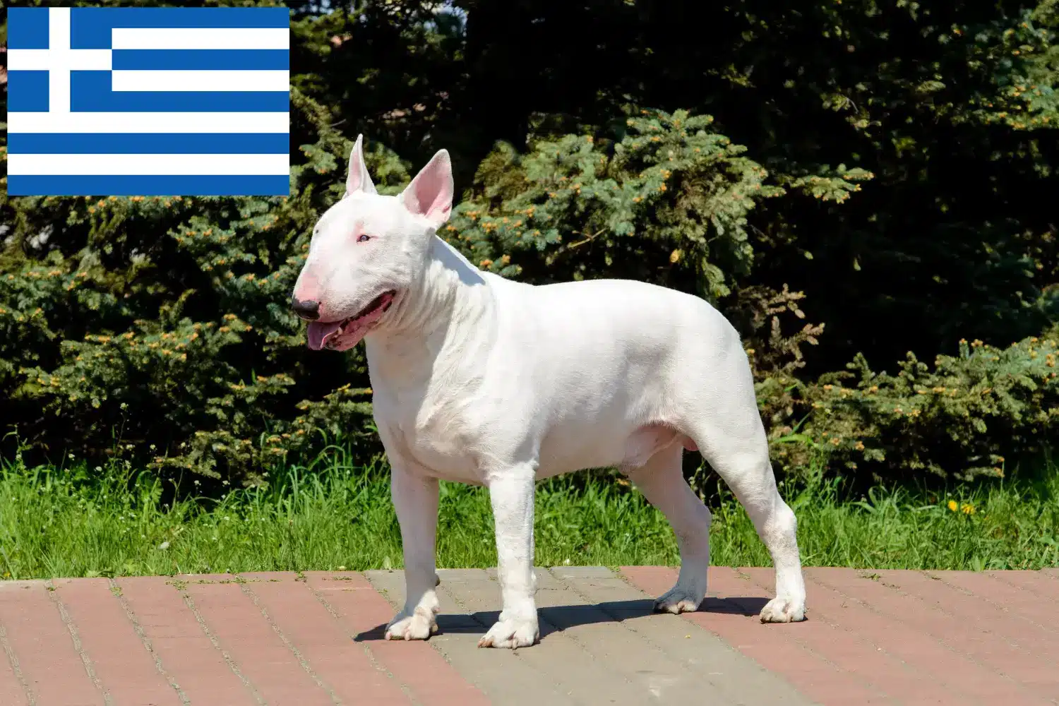 Bull Terrier Welpen und Züchter Griechenland Hier findest Du Bull Terrier Züchter in Griechenland.