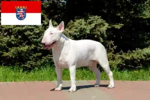 Read more about the article Bull Terrier Züchter und Welpen in Hessen