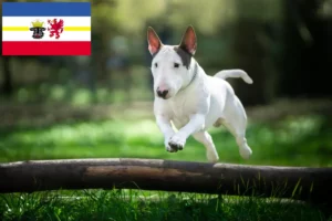 Mehr über den Artikel erfahren Bull Terrier Züchter und Welpen in Mecklenburg-Vorpommern