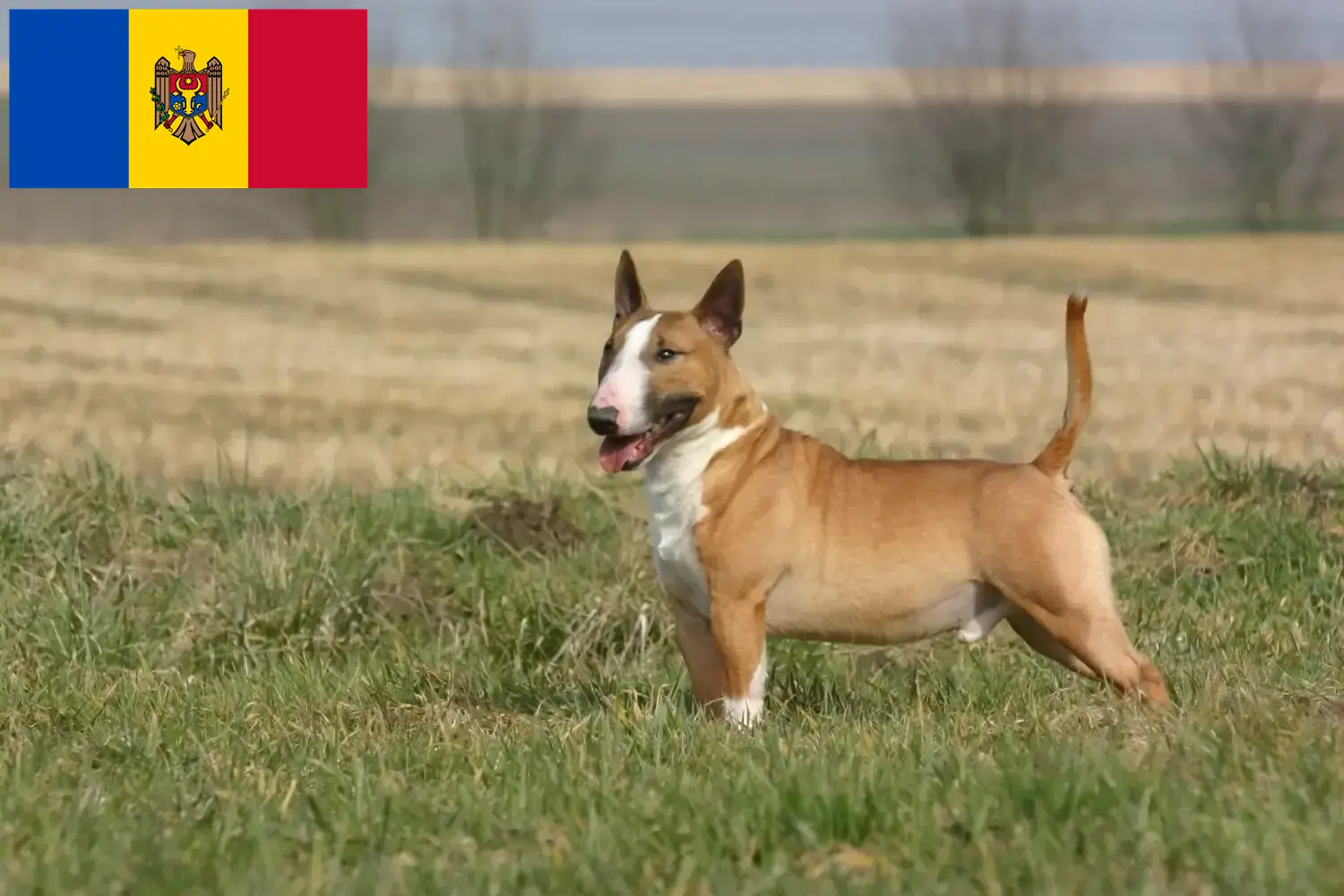Bull Terrier Welpen und Züchter Republik Moldau Hier findest Du Bull Terrier Züchter in Republik Moldau.