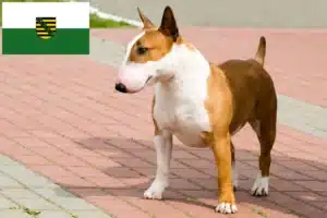 Read more about the article Bull Terrier Züchter und Welpen in Sachsen