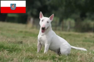 Read more about the article Bull Terrier Züchter und Welpen in Thüringen