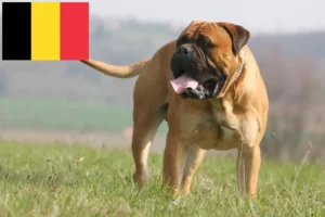 Read more about the article Bullmastiff Züchter und Welpen in Belgien