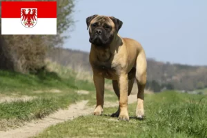 Read more about the article Bullmastiff Züchter und Welpen in Brandenburg