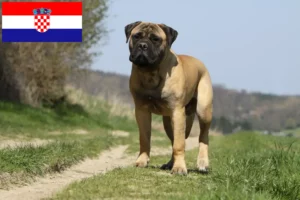 Read more about the article Bullmastiff Züchter und Welpen in Kroatien