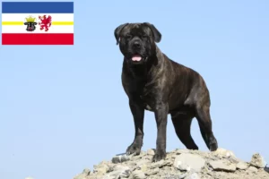 Mehr über den Artikel erfahren Bullmastiff Züchter und Welpen in Mecklenburg-Vorpommern
