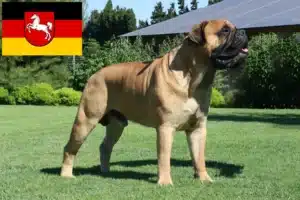 Read more about the article Bullmastiff Züchter und Welpen in Niedersachsen