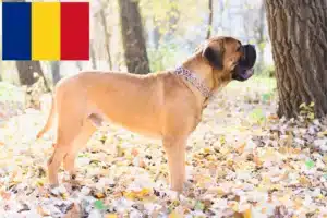 Read more about the article Bullmastiff Züchter und Welpen in Rumänien