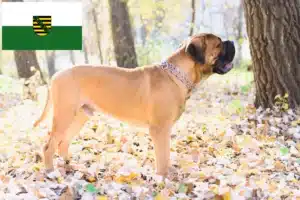 Read more about the article Bullmastiff Züchter und Welpen in Sachsen