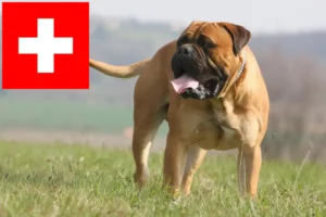 Read more about the article Bullmastiff Züchter und Welpen in der Schweiz