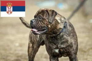 Read more about the article Bullmastiff Züchter und Welpen in Serbien