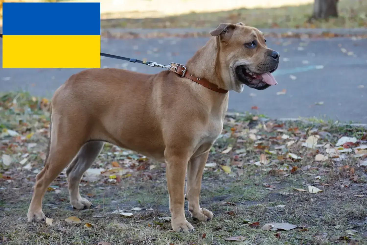 Ca de Bou Welpen und Züchter Ukraine Hier findest Du Ca de Bous Züchter in der Ukraine.