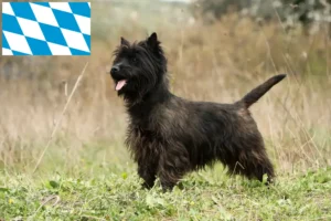 Read more about the article Cairn Terrier Züchter und Welpen in Bayern