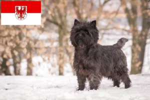 Read more about the article Cairn Terrier Züchter und Welpen in Brandenburg