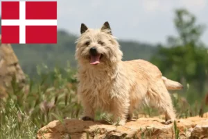 Read more about the article Cairn Terrier Züchter und Welpen in Dänemark