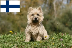 Read more about the article Cairn Terrier Züchter und Welpen in Finnland