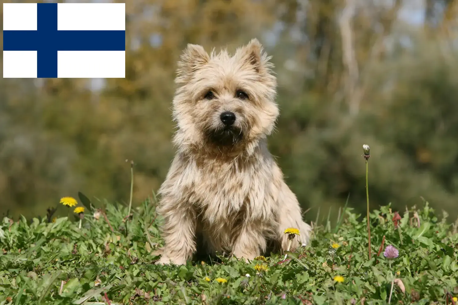 Cairn Terrier Welpen und Züchter Finnland Hier findest Du Cairn Terrier Züchter in Finnland.