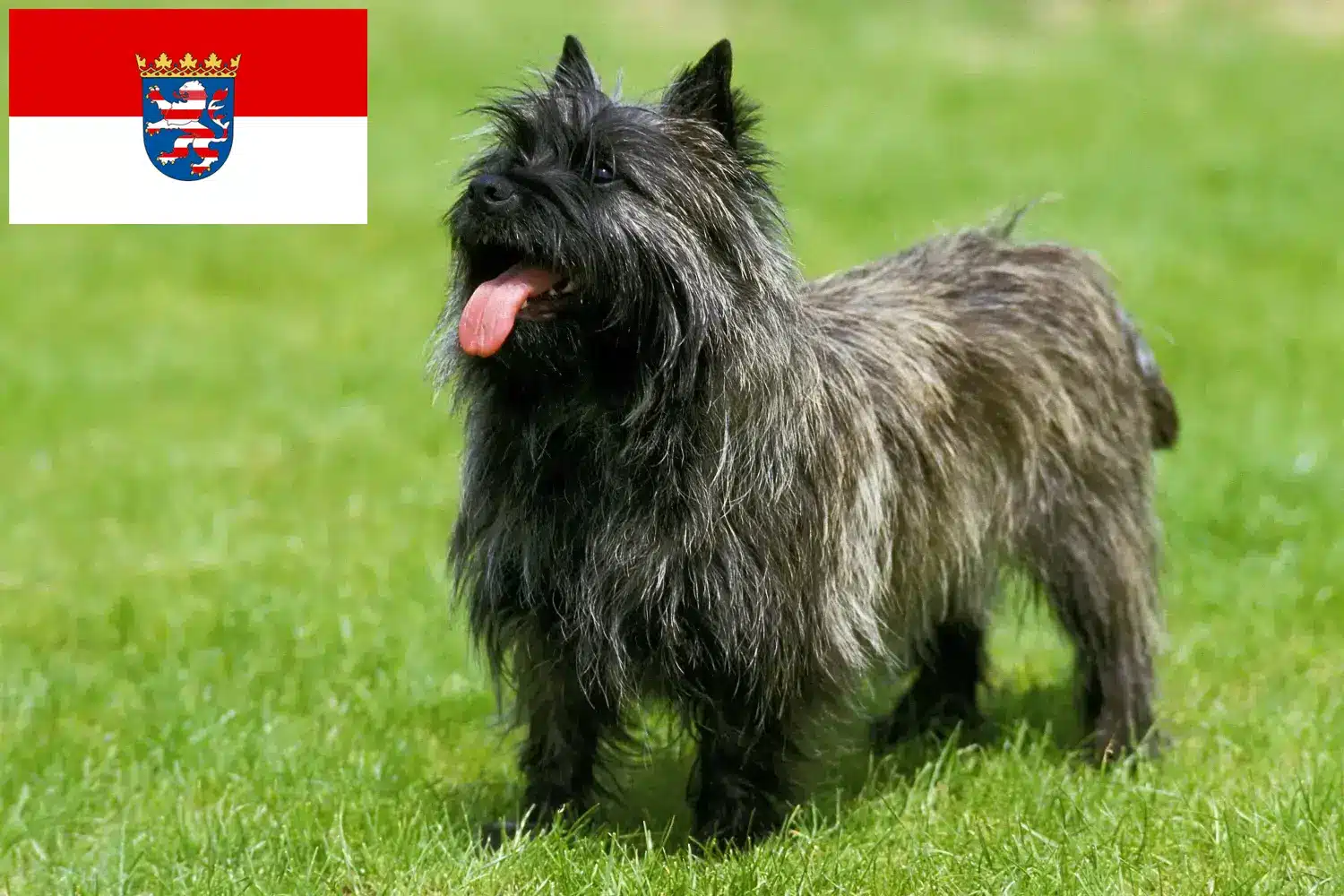 Cairn Terrier Welpen und Züchter Hessen Hier findest Du Cairn Terrier Züchter in Hessen.