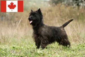 Read more about the article Cairn Terrier Züchter und Welpen in Kanada