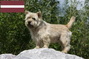 Read more about the article Cairn Terrier Züchter und Welpen in Lettland