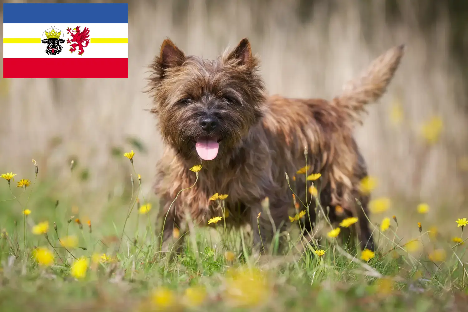 Cairn Terrier Welpen und Züchter Mecklenburg-Vorpommern Hier findest Du Cairn Terrier Züchter in Mecklenburg-Vorpommern.