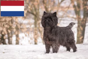 Read more about the article Cairn Terrier Züchter und Welpen in den Niederlanden