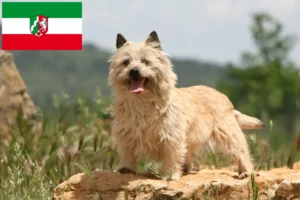 Read more about the article Cairn Terrier Züchter und Welpen in Nordrhein-Westfalen