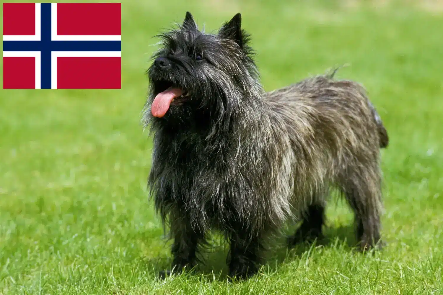 Cairn Terrier Welpen und Züchter Norwegen Hier findest Du Cairn Terrier Züchter in Norwegen.