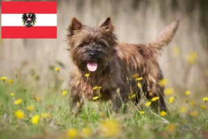 Read more about the article Cairn Terrier Züchter und Welpen in Österreich