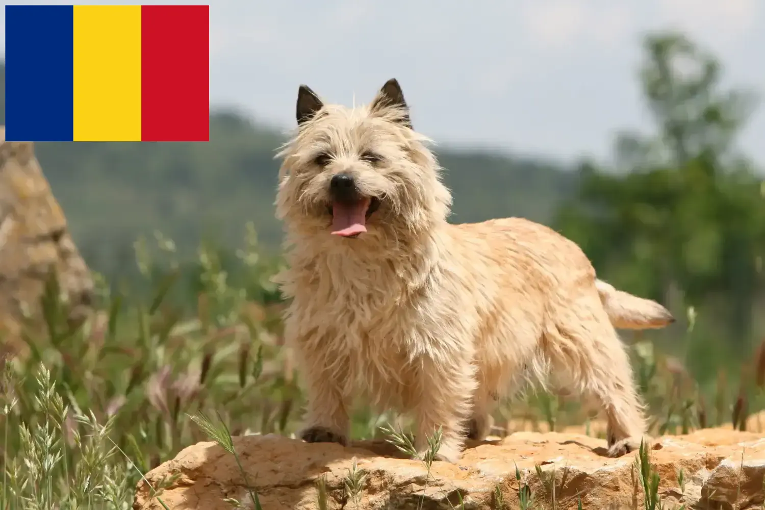 Cairn Terrier Welpen und Züchter Rumänien Hier findest Du Cairn Terrier Züchter in Rumänien.