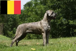 Read more about the article Cane Corso Italiano Züchter und Welpen in Belgien