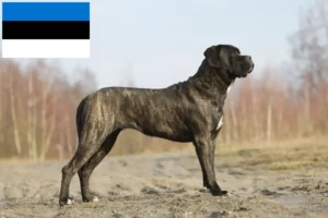 Read more about the article Cane Corso Italiano Züchter und Welpen in Estland