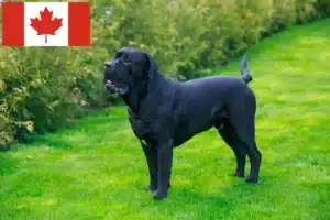 Read more about the article Cane Corso Italiano Züchter und Welpen in Kanada