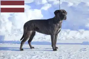 Read more about the article Cane Corso Italiano Züchter und Welpen in Lettland