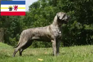 Read more about the article Cane Corso Italiano Züchter und Welpen in Mecklenburg-Vorpommern