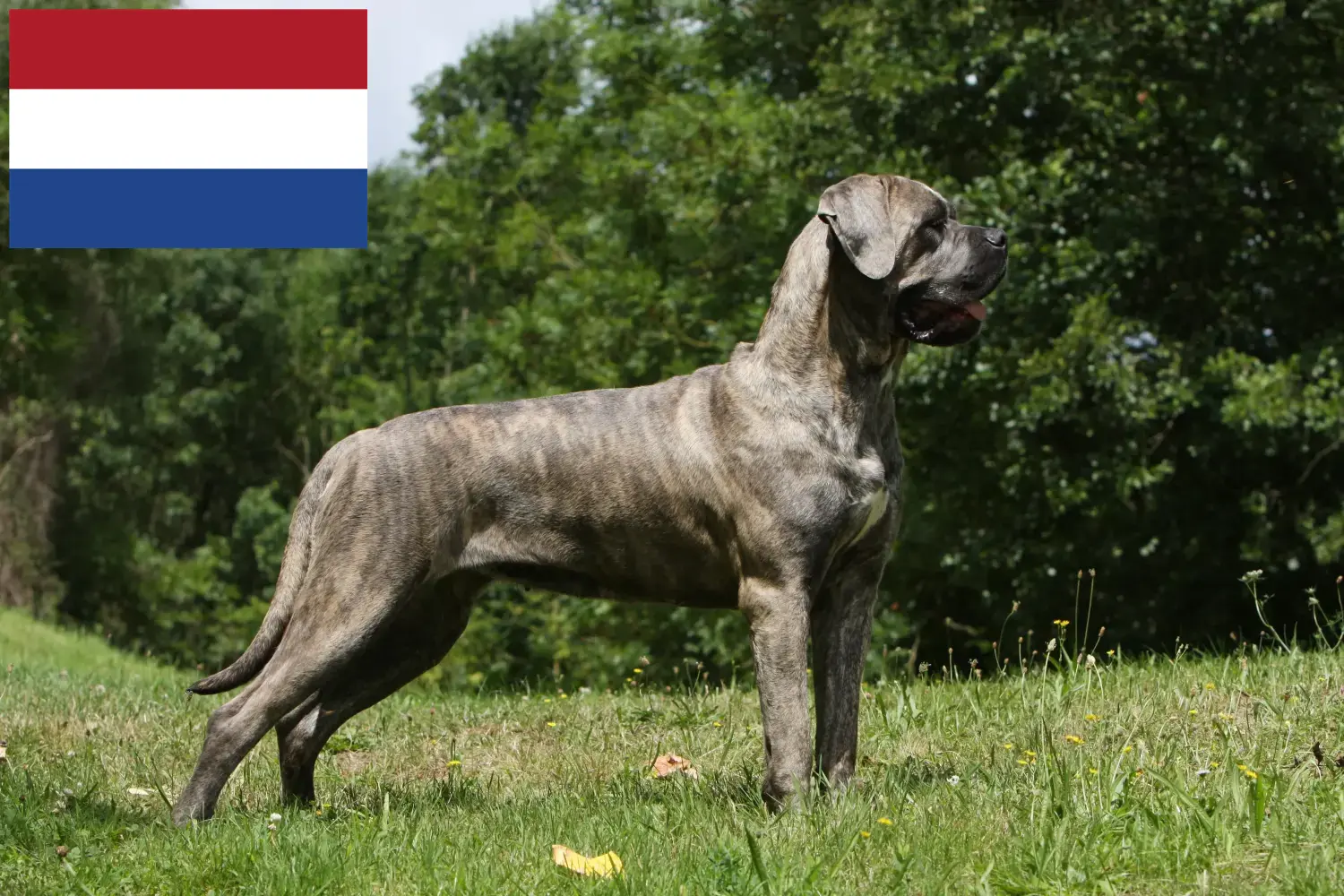 Cane Corso Italiano Welpen und Züchter Niederlande Hier findest Du Cane Corso Italianos Züchter in den Niederlanden.